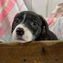 Thumbnail photo of Chaka Khan- Paws- in-Prison Graduate! #2