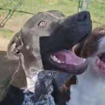 Thumbnail photo of Poppy- Paws-in-Prison Graduate #2