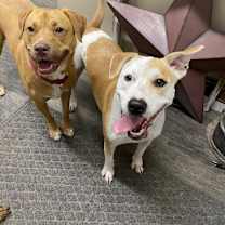 Thumbnail photo of Pepper- GRADUATED FROM PAWS-IN-PRISON. #3