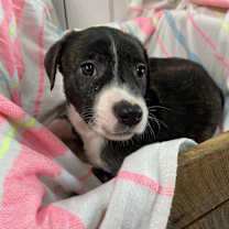 Thumbnail photo of Chaka Khan- Paws- in-Prison Graduate! #3