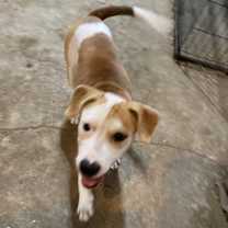 Thumbnail photo of Pepper- GRADUATED FROM PAWS-IN-PRISON. #4