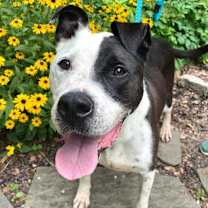 Thumbnail photo of Cody #1