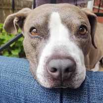 Thumbnail photo of Cheddar Moon #1