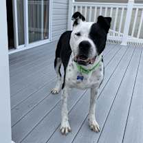 Thumbnail photo of Cody #2