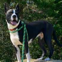Thumbnail photo of Sybil #2