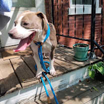 Thumbnail photo of Cheddar Moon #2