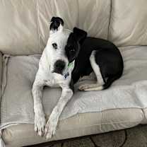 Thumbnail photo of Cody #3