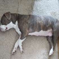 Thumbnail photo of Cheddar Moon #3