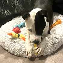 Thumbnail photo of Cody #4