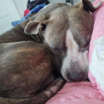 Thumbnail photo of Cheddar Moon #4