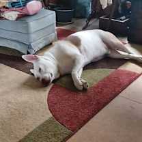 Thumbnail photo of Capone #3