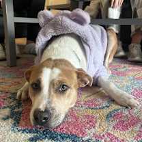 Thumbnail photo of BROOKLYN #1