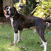Thumbnail photo of Bellamy #2