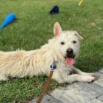 Thumbnail photo of Duke #1