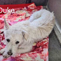 Thumbnail photo of Duke #2