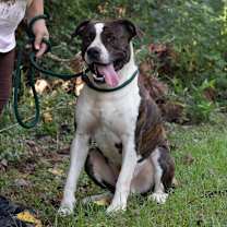 Thumbnail photo of Bellamy #4