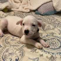 Thumbnail photo of Snorri #2