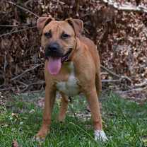 Thumbnail photo of RAVIOLI #3