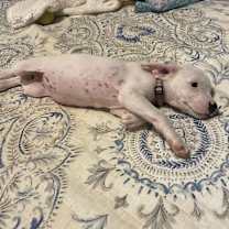 Thumbnail photo of Snorri #3