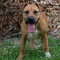 Thumbnail photo of RAVIOLI #4