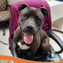 Thumbnail photo of Captain #2