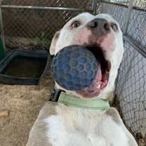 Thumbnail photo of Zebediah #3