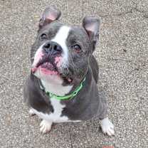 Thumbnail photo of Chino #1