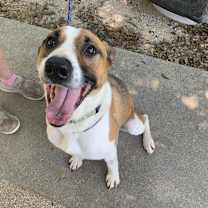 Thumbnail photo of Chopper #4