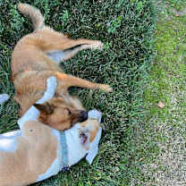Thumbnail photo of Miko #3