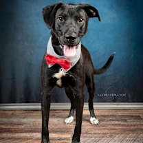 Thumbnail photo of Ringo #3