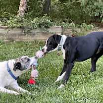 Thumbnail photo of Mickey #3