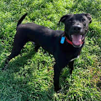 Thumbnail photo of Ringo #4