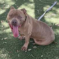 Thumbnail photo of Obi #3