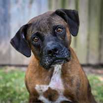 Thumbnail photo of Dolly #2