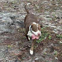 Thumbnail photo of Gimli #4