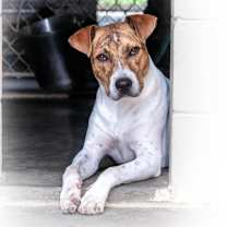 Thumbnail photo of Jarvis #1