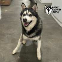 Thumbnail photo of Huckleberry #4