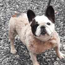 Thumbnail photo of Bailey #1