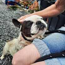 Thumbnail photo of Bailey #2