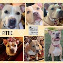 Thumbnail photo of Pittie #1