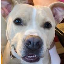 Thumbnail photo of Pittie #2