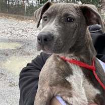 Thumbnail photo of Rosemary #2