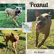 Thumbnail photo of Peanut #2