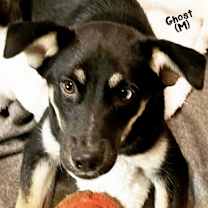 Thumbnail photo of Ghost #1