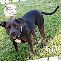 Thumbnail photo of jojo #2
