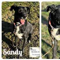Thumbnail photo of Sandy #1