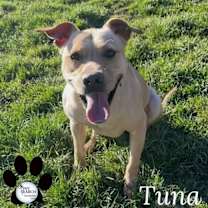 Thumbnail photo of TUNA #1