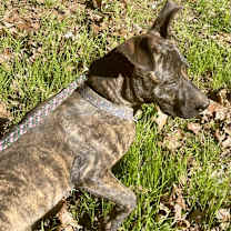 Thumbnail photo of Dainty #3