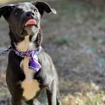 Thumbnail photo of Pete #4