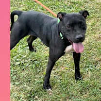 Thumbnail photo of Aria #2